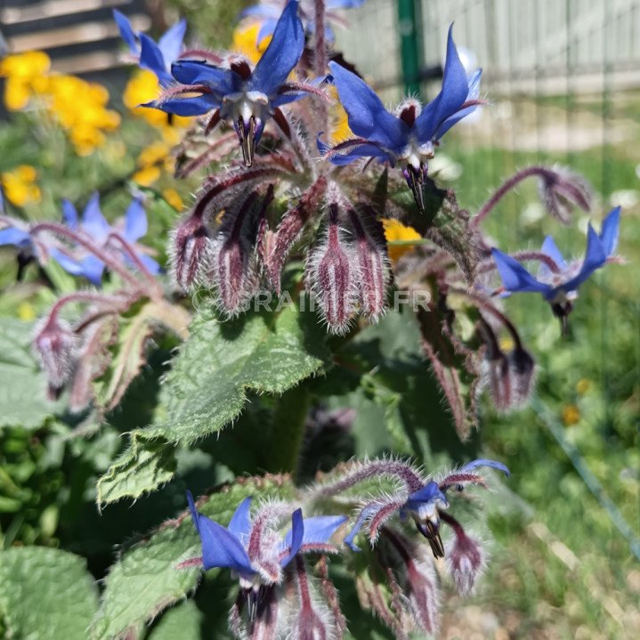 Bourrache Bleue, Borago officinalis image